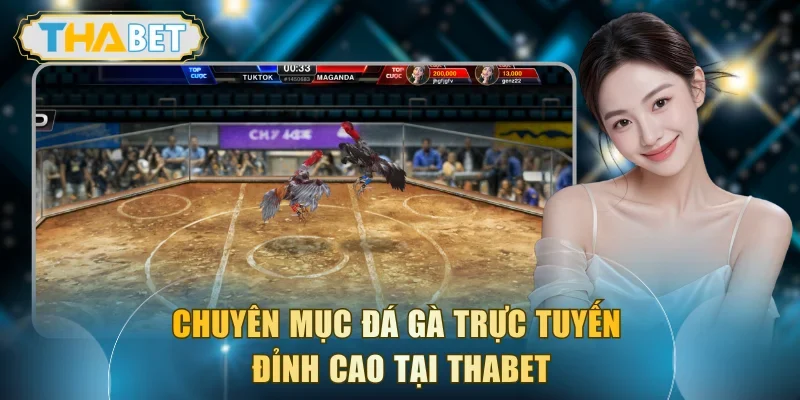 Chuyên mục đá gà trực tuyến đỉnh cao tại THABET