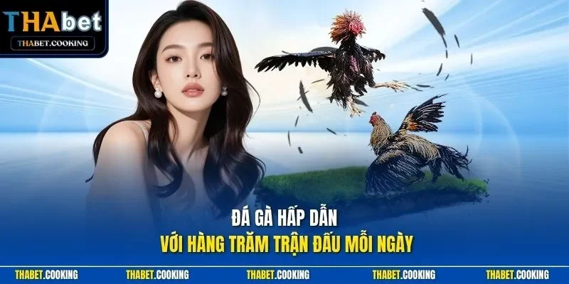 Đá gà hấp dẫn với hàng trăm trận đấu mỗi ngày