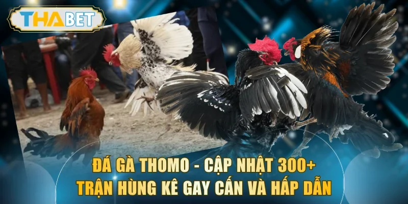 Đá Gà Thomo