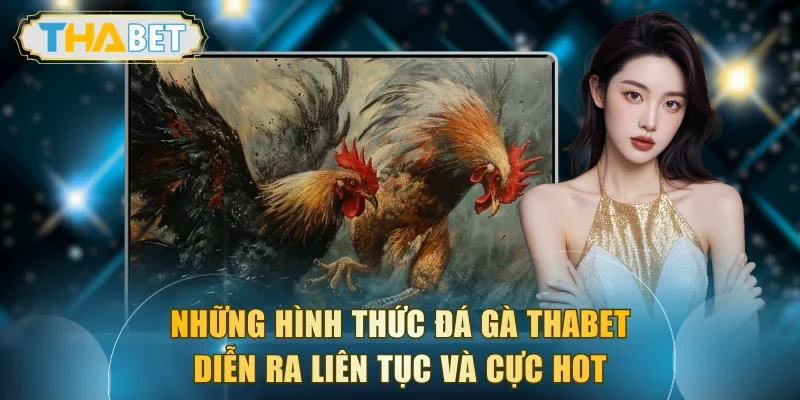 Những hình thức đá gà THABET diễn ra liên tục và cực hot